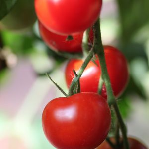 Tomate 'Mexikanische Honig'