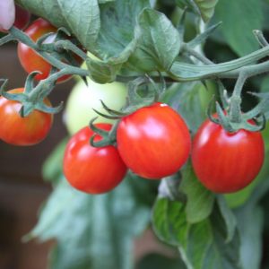 Tomate 'Favorita' F1