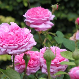 Rosa 'Mme Boll' (Portland)