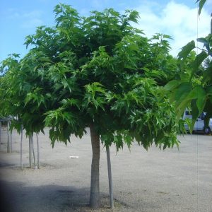 Morus platanifolia 'Fruitless'