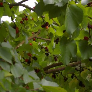 Morus nigra