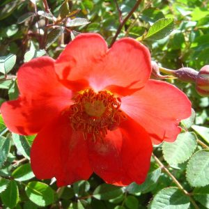 Rosa 'Geranium' (moyesii)