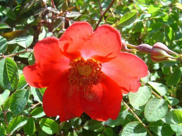 Rosa 'Geranium' (moyesii)