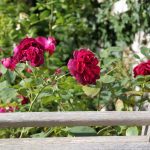 Rosa 'Munstead Wood' ®