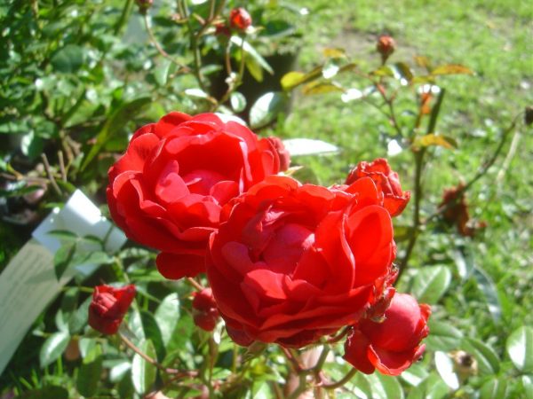 Rosa 'Muttertag'