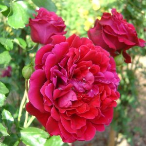 Rosa 'Naheglut' ®