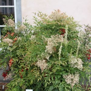 Nandina domestica