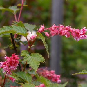 Neillia thibetica