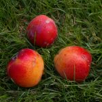 Nektarine 'Nektarose'