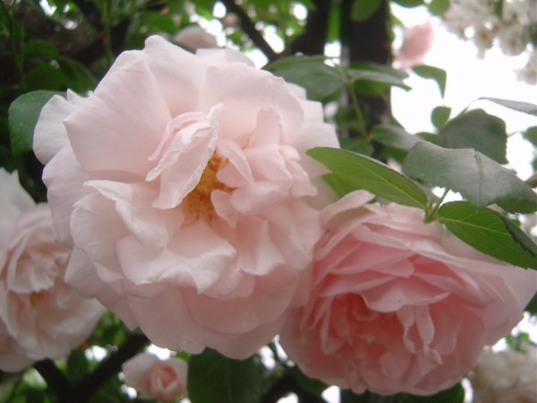 Rosa 'New Dawn'