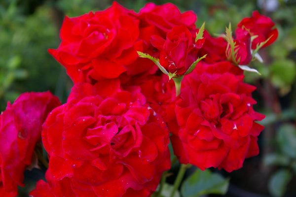 Rosa 'Nina Weibull'