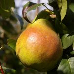 Birne 'Nordhäuser Winterforellen'