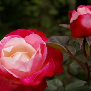 Rosa 'Nostalgie' ®