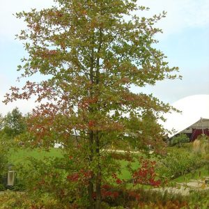Nyssa sylvatica