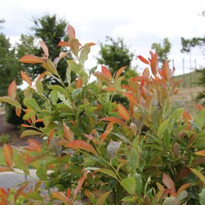 Nyssa sylvatica 'Wildfire'