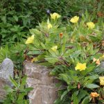 Oenothera macrocarpa (syn. missouriensis)