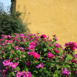 Rosa gallica officinalis