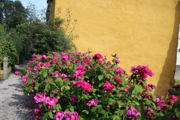 Rosa gallica officinalis