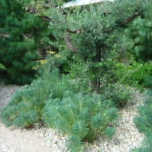 Olea europea