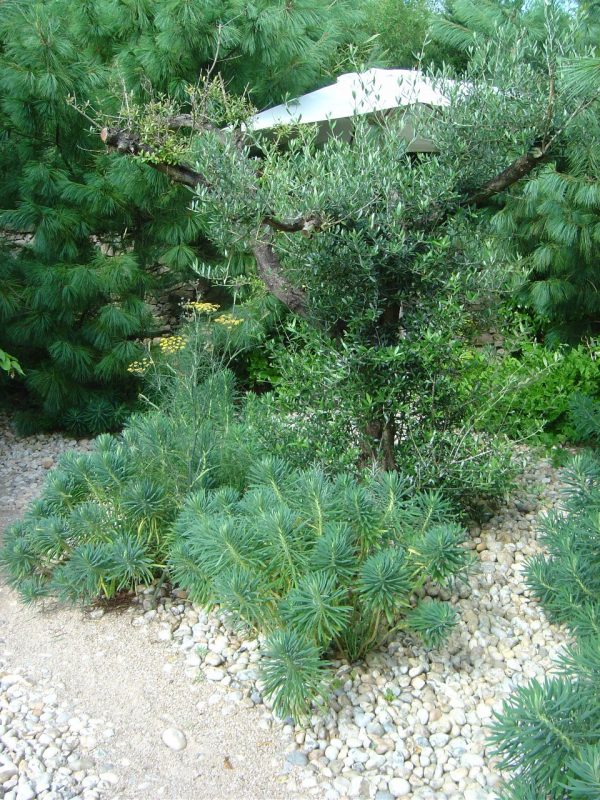Olea europea