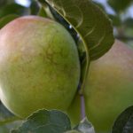 Apfel 'Ontarioapfel'