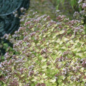 Origanum vulgare 'Thumbles Variety'