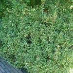 Osmanthus heterophyllus 'Variegatus'