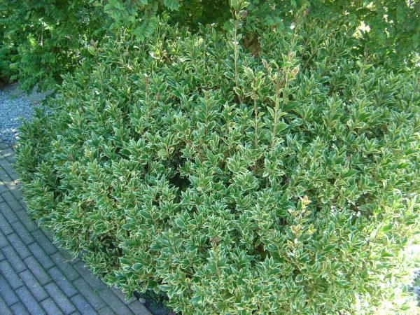 Osmanthus heterophyllus 'Variegatus'