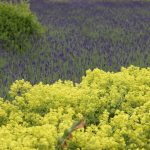 Alchemilla sericata 'Gold Strike'