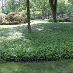 Pachysandra terminalis