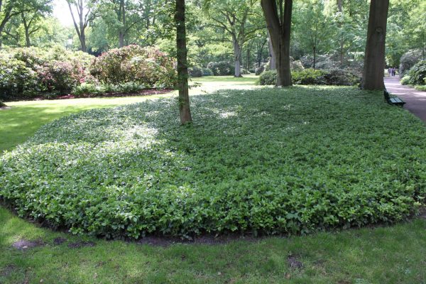 Pachysandra terminalis
