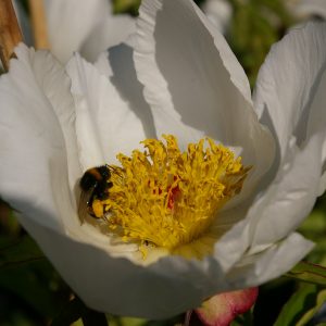 Paeonia Lactif.-Hybr. 'Jan van Leeuwen'