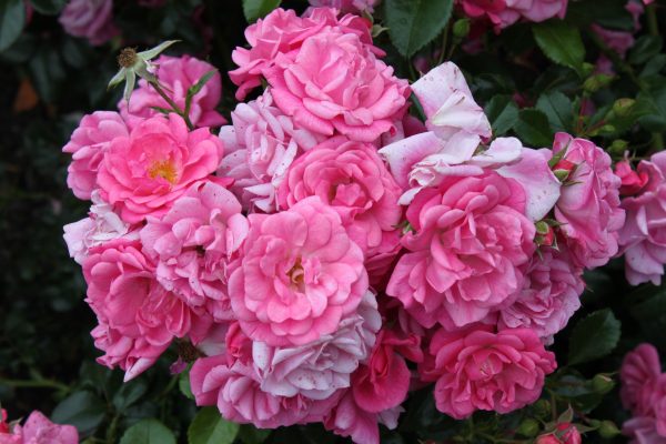 Rosa 'Palmengarten Frankfurt' ®