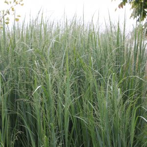 Panicum virgatum 'Northwind'