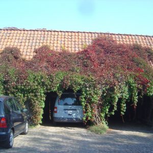 Parthenocissus quinquefolia