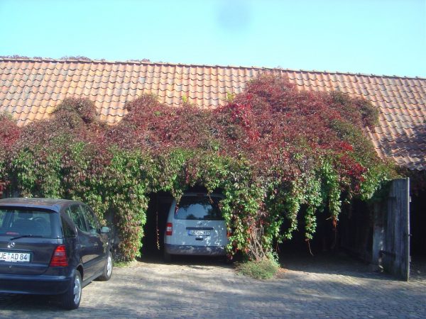 Parthenocissus quinquefolia