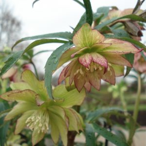 Helleborus Torquatus Hybride "Party Dress"