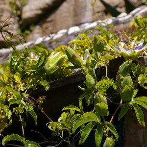 Passiflora 'Purple Haze' (caerulea x amethystina)