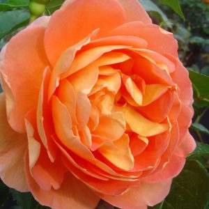 Rosa Pat Austin -R-