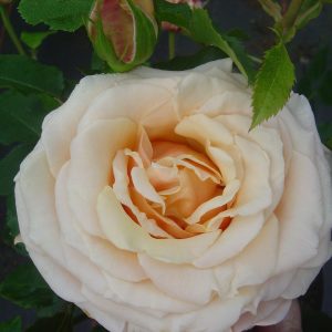 Rosa Paul Ricard -R-