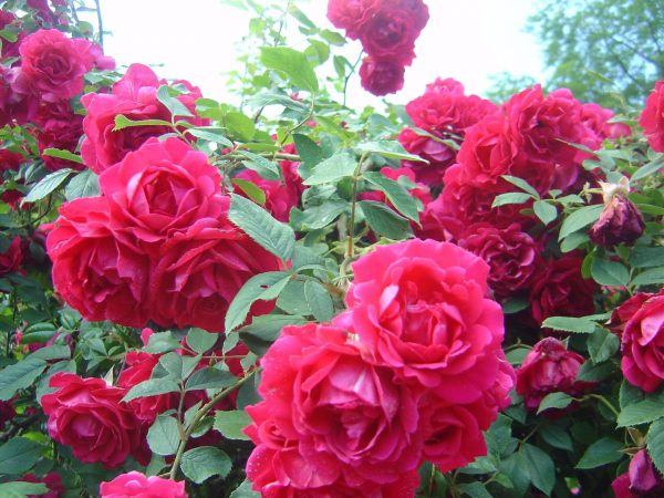 Rosa 'Paul's Scarlet Climber'