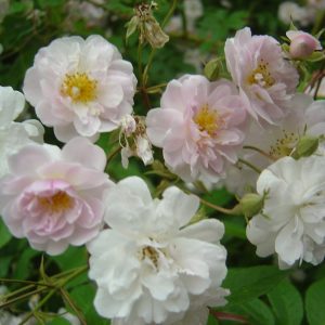Rosa 'Paul´s Himalayan Musk Rambler'
