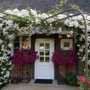 Rosa Ramblerrose