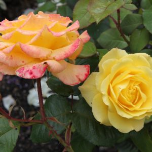 Rosa 'Peer Gynt'