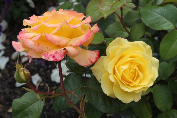 Rosa 'Peer Gynt'