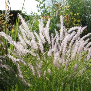 Pennisetum orientale 'JS Dance with Me' ®