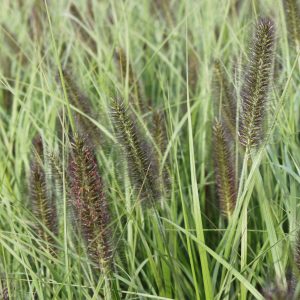Pennisetum alop. var. viridescens