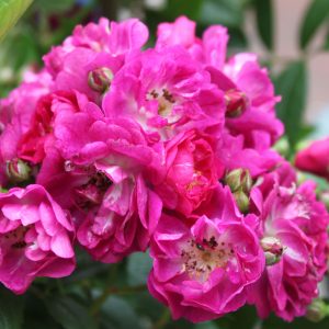 Rosa 'Perennial Blue' ®