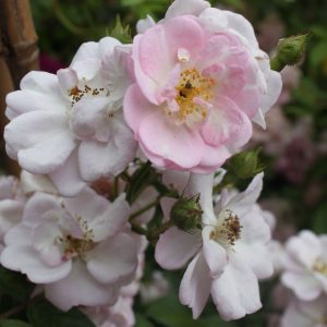 Rosa 'Perennial Blush' ®