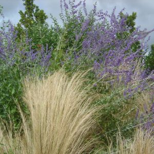 Salvia abrotanoides (Syn. Perovskia)